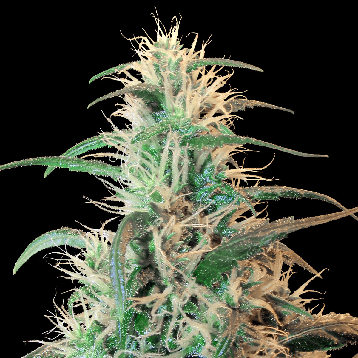 El Super Haze