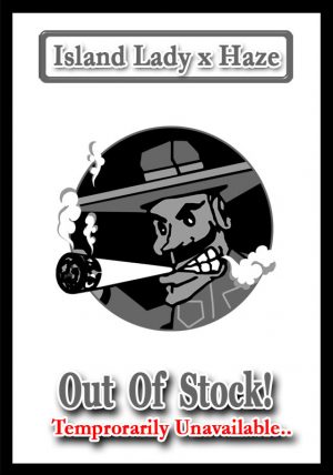 Island Lady x Haze (OUT OF STOCK)