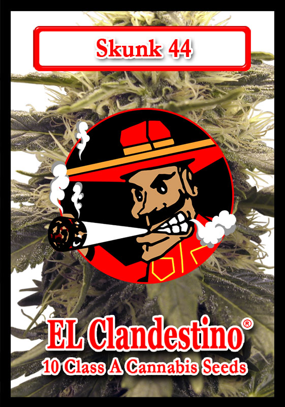 Skunk 44 cannabis strain by El Clandestino