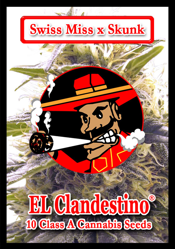 Swiss Miss x Skunk cannabis strain by El Clandestino